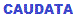 web-search-engine